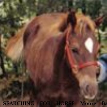 SEARCHING FOR HORSE Moore Bar Bendie, Near Middleville, MI, 49333